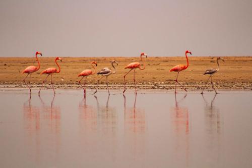 JillMCritelli-Flamingos04