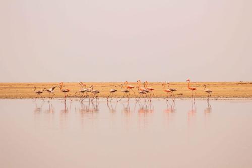 JillMCritelli-Flamingos06