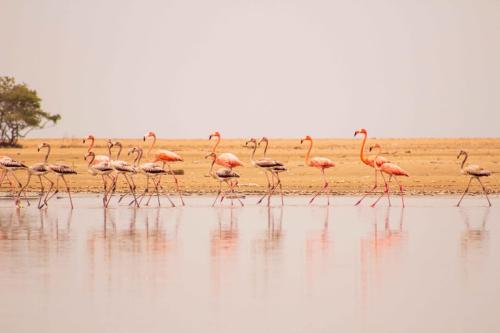 JillMCritelli-Flamingos07