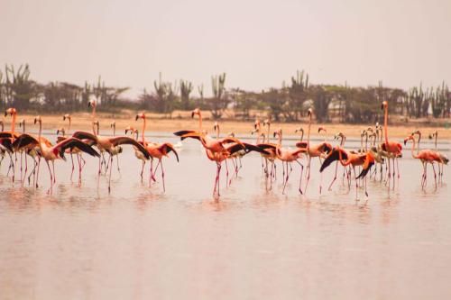 JillMCritelli-Flamingos09