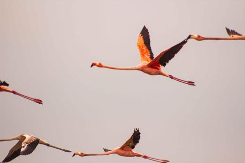 JillMCritelli-Flamingos11