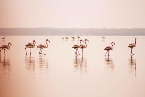 JillMCritelli-Flamingos13