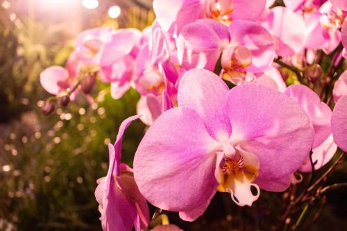 JillMCritelli-OrchidShow2401