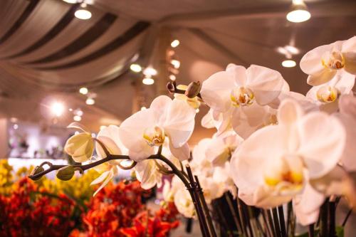 JillMCritelli-OrchidShow2402