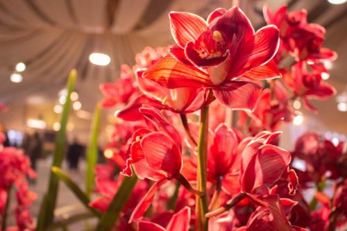 JillMCritelli-OrchidShow2403