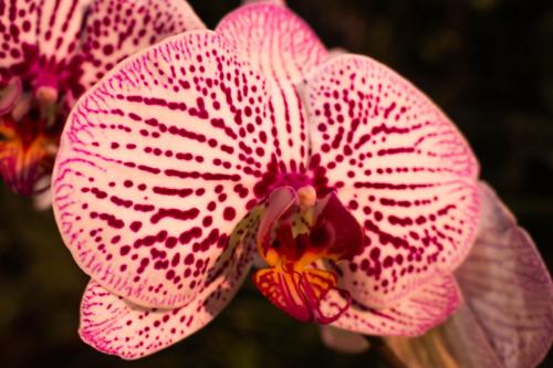 JillMCritelli-OrchidShow2404