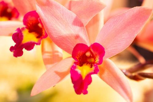 JillMCritelli-OrchidShow2406