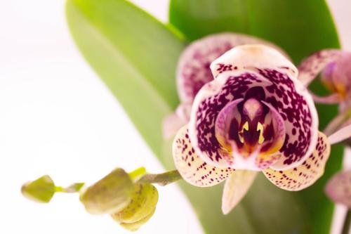 JillMCritelli-OrchidShow2407