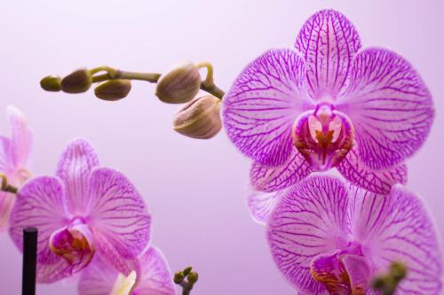 JillMCritelli-OrchidShow2408