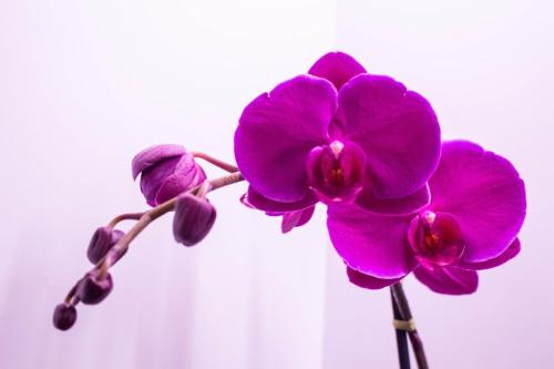 JillMCritelli-OrchidShow2409