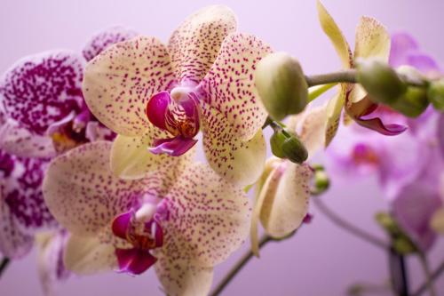 JillMCritelli-OrchidShow2410