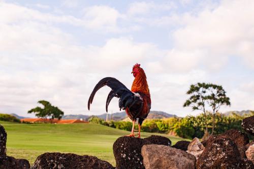 JMCritelli-Maha'ulepu Heritage Trail08