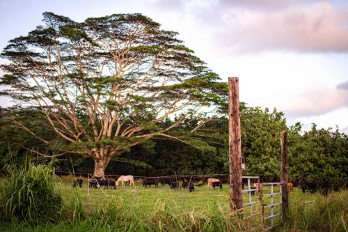 JMCritelli-Maha'ulepu Heritage Trail10